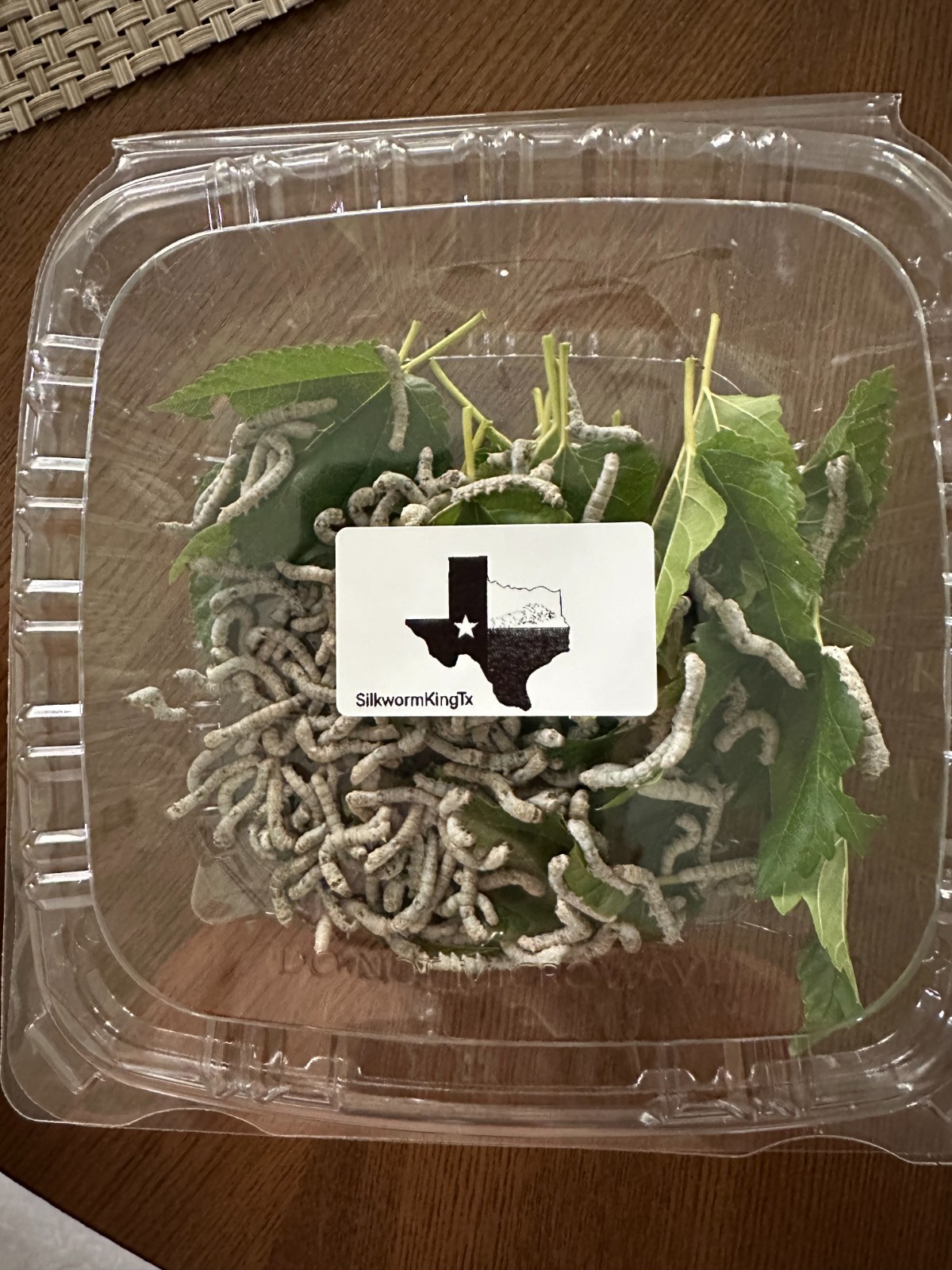 Live Silkworm (Medium Size)