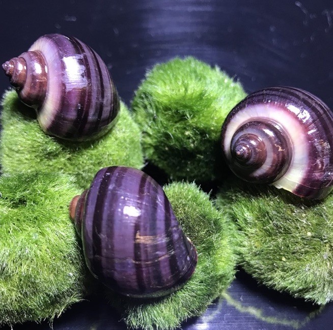 Purple Mystery Snails + FREE SAMPLES