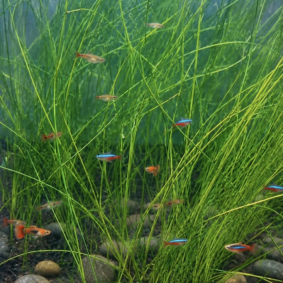 20+ Plants Giant Hairgrass Eleocharis Vivipara Live Aquarium BUY 2 GET 1 FREE