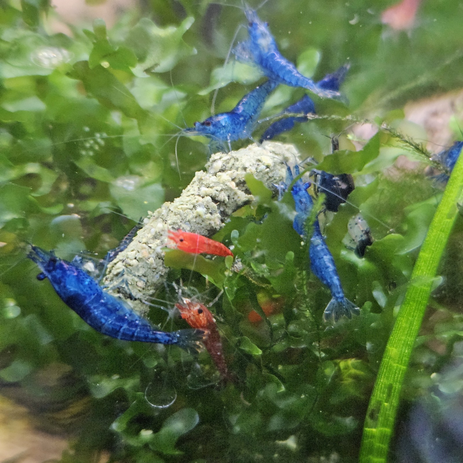 PureShrimp Naturals PREMIUM Neocaridina Caridina Shrimp Food Sinking 1.5mm