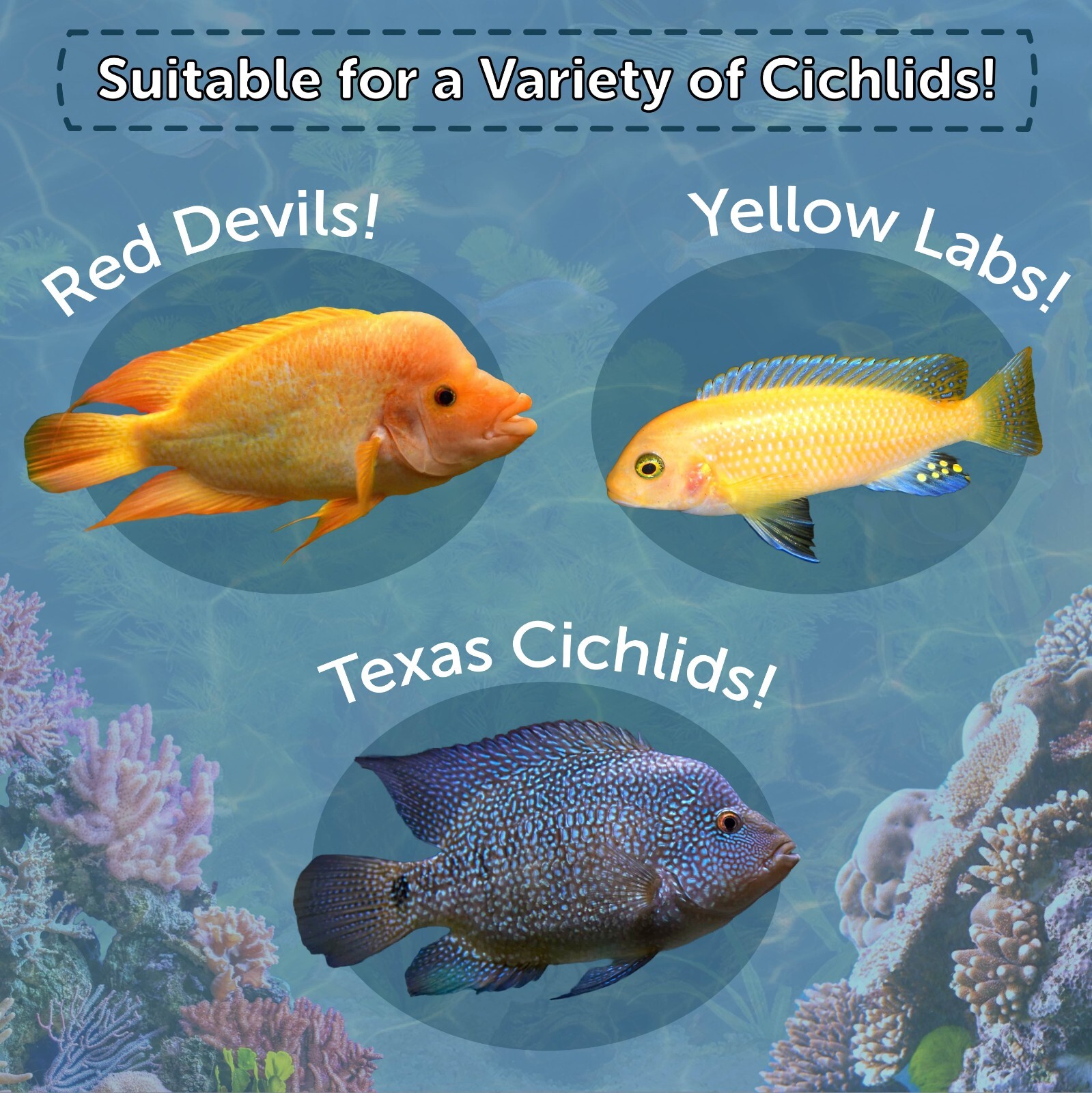 Cichlid Growth & Color Flakes. FREE 12-Type Pellets & 4-Type Wafer Mix Included