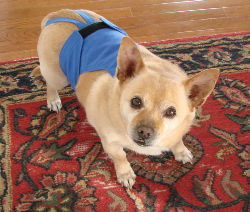 PeeKeeper Escape Proof Dog Diapers for Male and Female, Stay On Dog Diapers