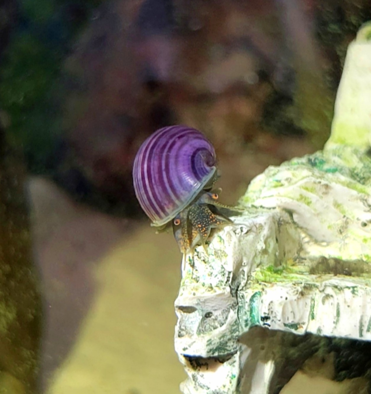 Purple Mystery Snails – High Quality – Freshwater – Live Arrival Guarantee
