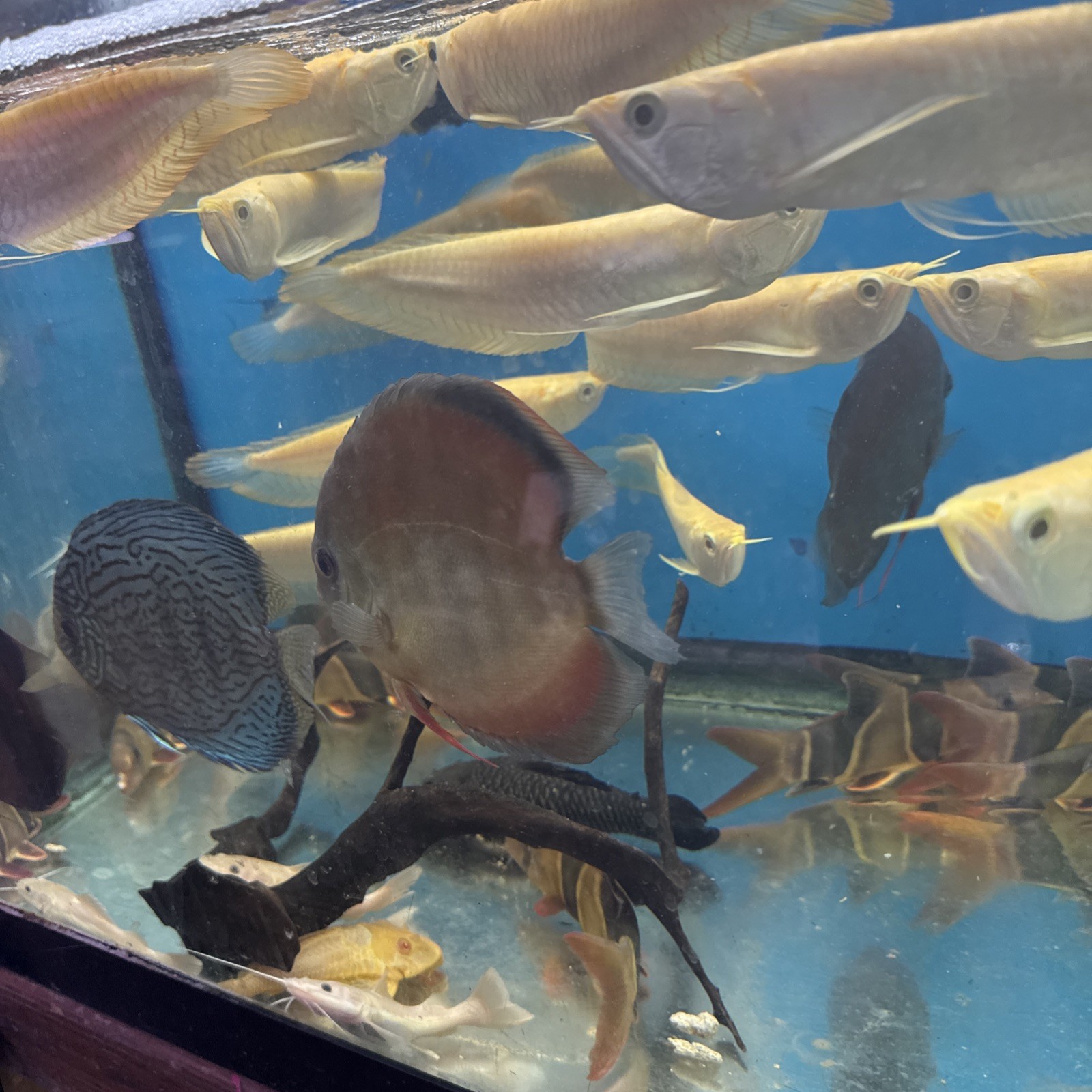 Albion Sliver Arowana 8-9 Inch Live Fish Eat Pellets