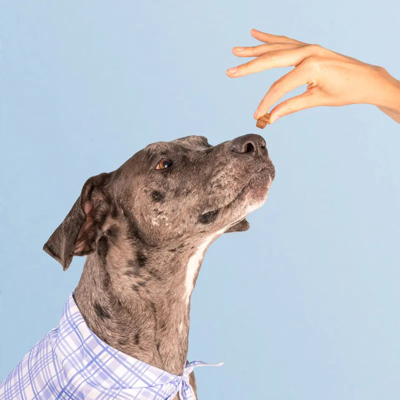 Chicken-Flavored Dog Multivitamin Soft Chews – Daily Wellness & Vitality – 60ct