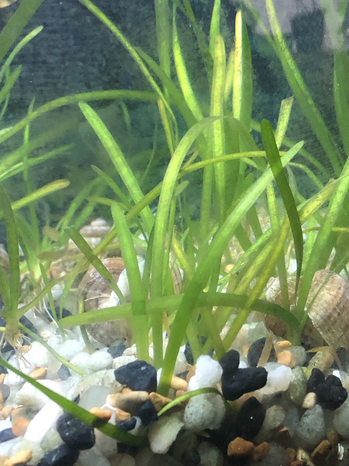 Aquarium Plants Set of 5 Italian vallisneria spiralis