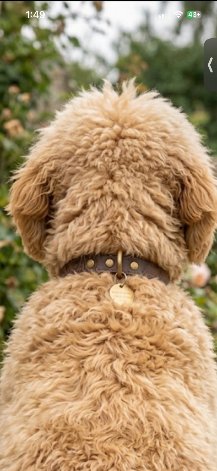 Dog Quality Leather Distressed Brown 18 Gold Hardware Collar XL