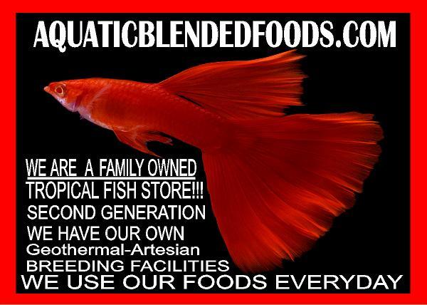 ABF Mini Cory Catfish Food Color & Grow Mix Bottom Feeders Loaches ABF433