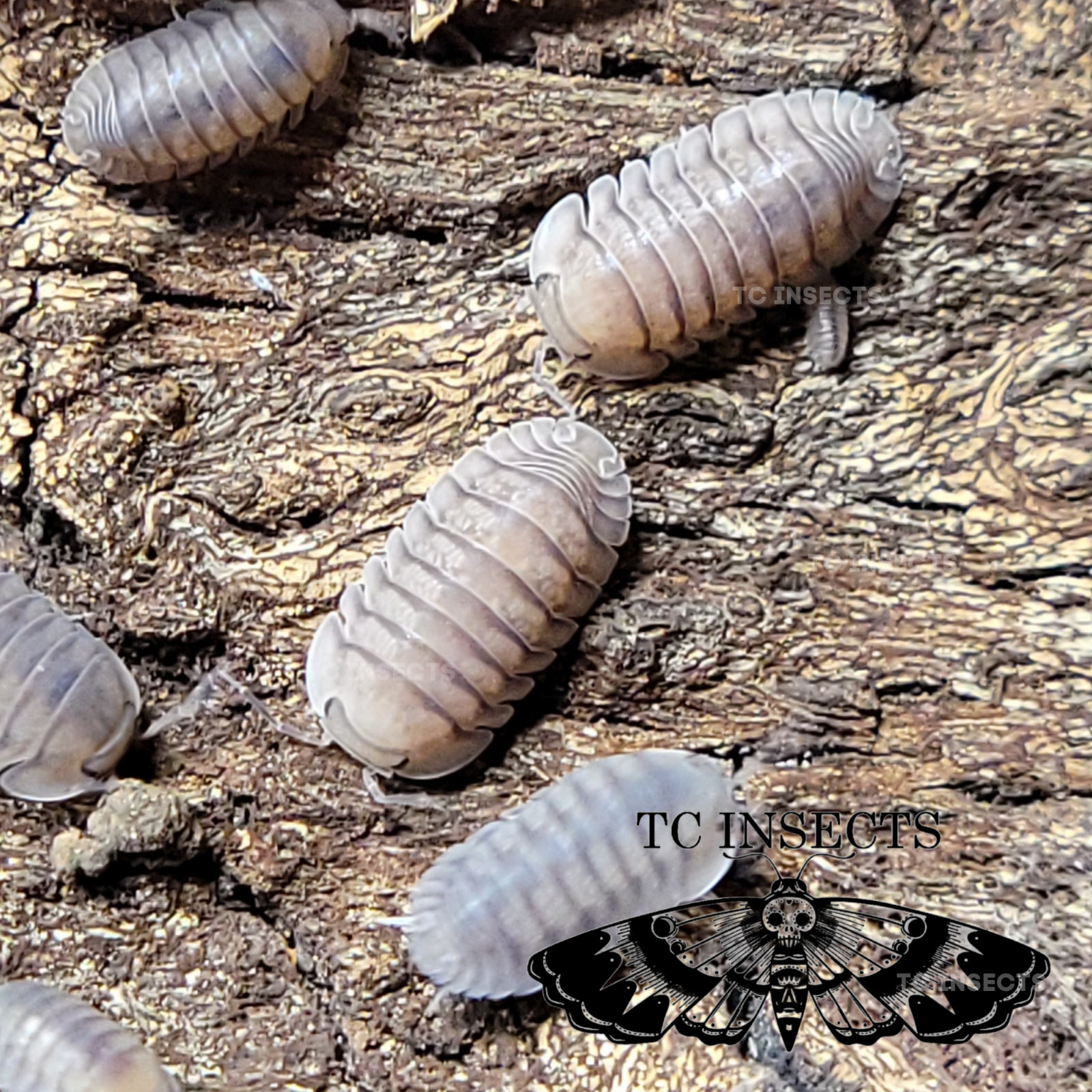TC INSECTS 30+ Cubaris sp. Blue Pigeon Isopods Live Bioactive Terrarium Clean Up