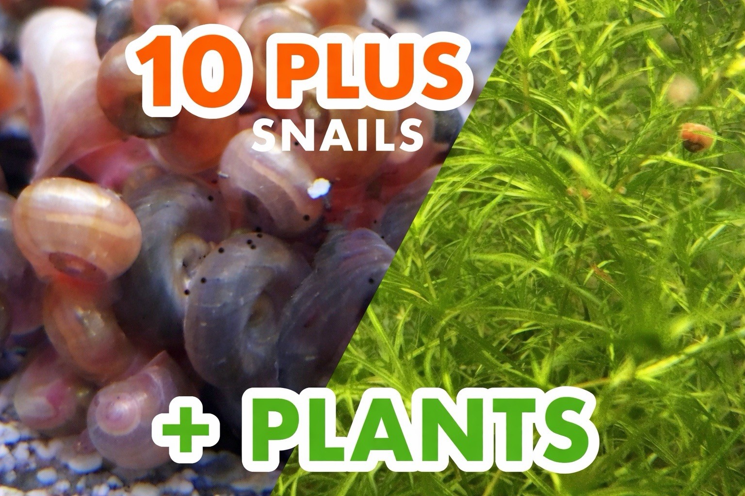 Guppy Grass 1 Cup + 10 Ramshorn Snails Live Aquarium Plant – Buy 2 Get One Free