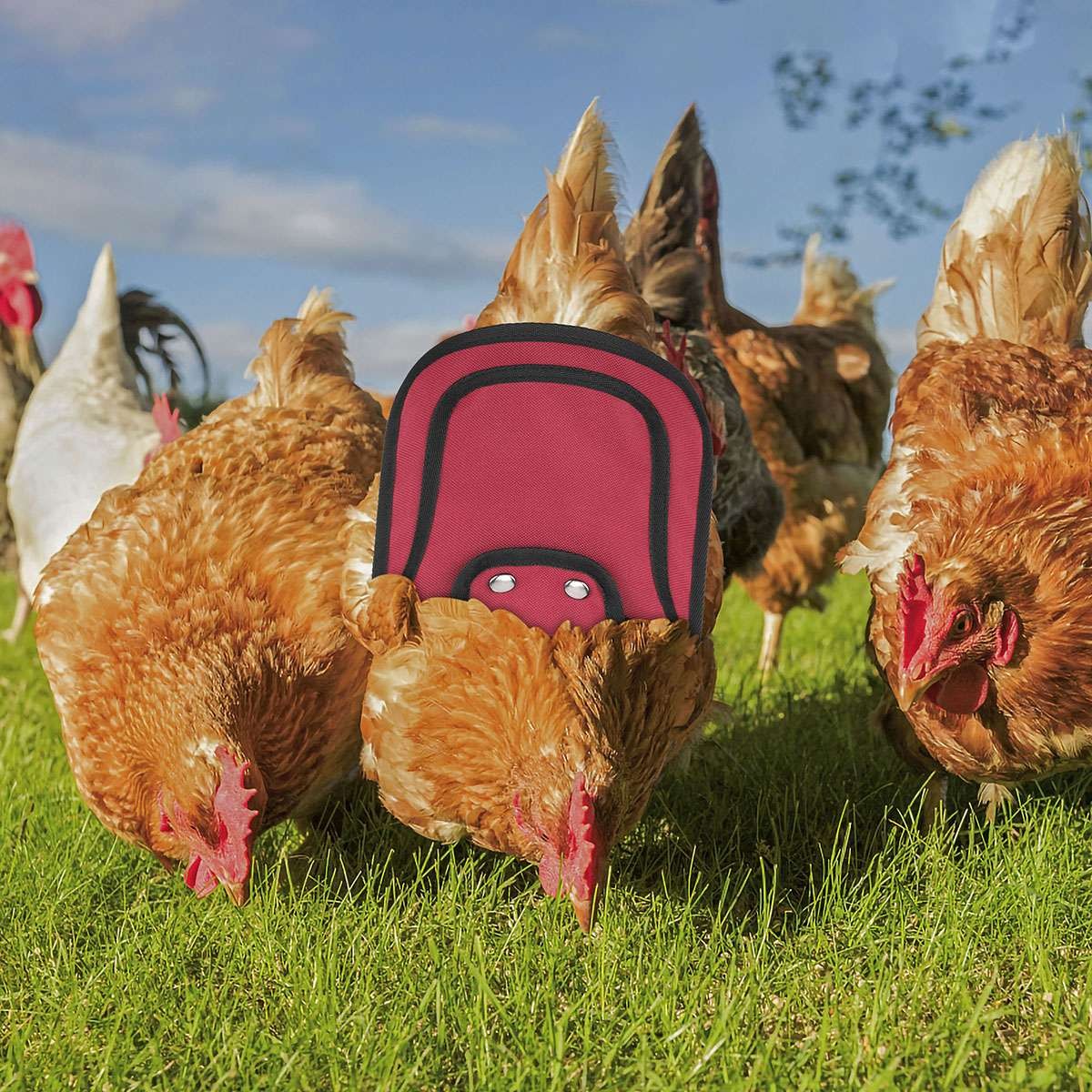 3 Pack Chicken Saddle Apron Hen Back Protector Waterproof Canvas Poultry Guard