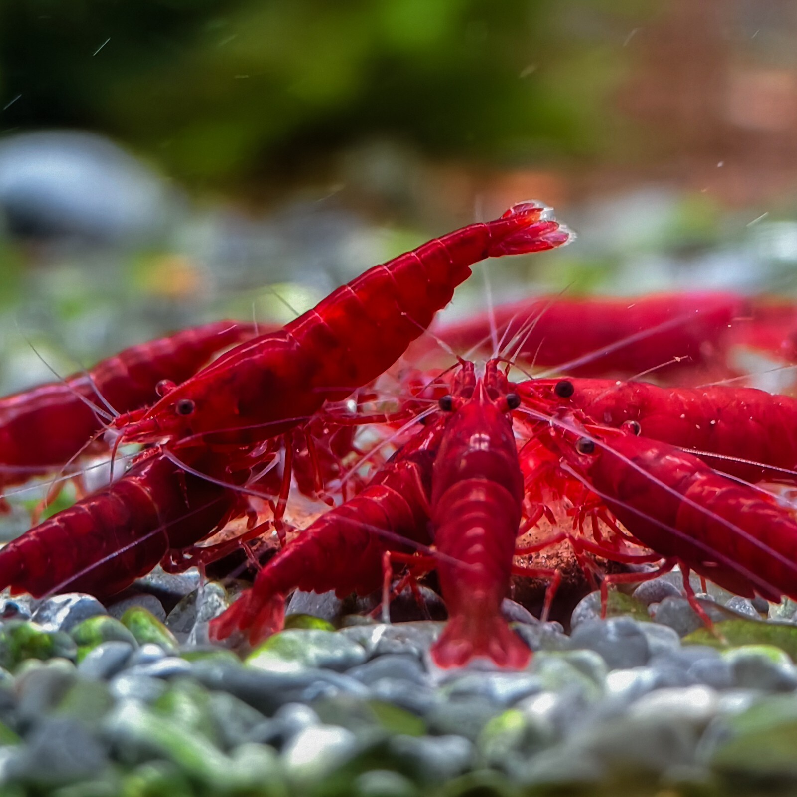 „Live Freshwater Shrimp – 20+2 Fire Red Cherry Shrimp – High Grade Neocaridina
