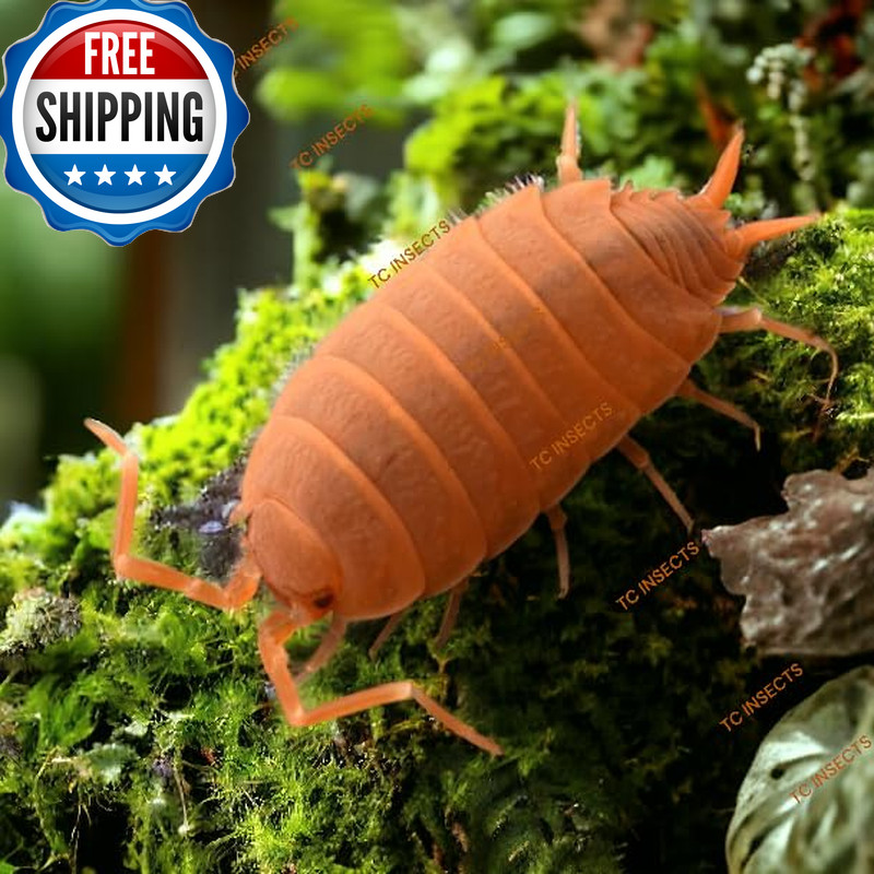 Tc Insects Live 50Ct Powder Orange Isopods Porcellionides Pruinosus Errarium