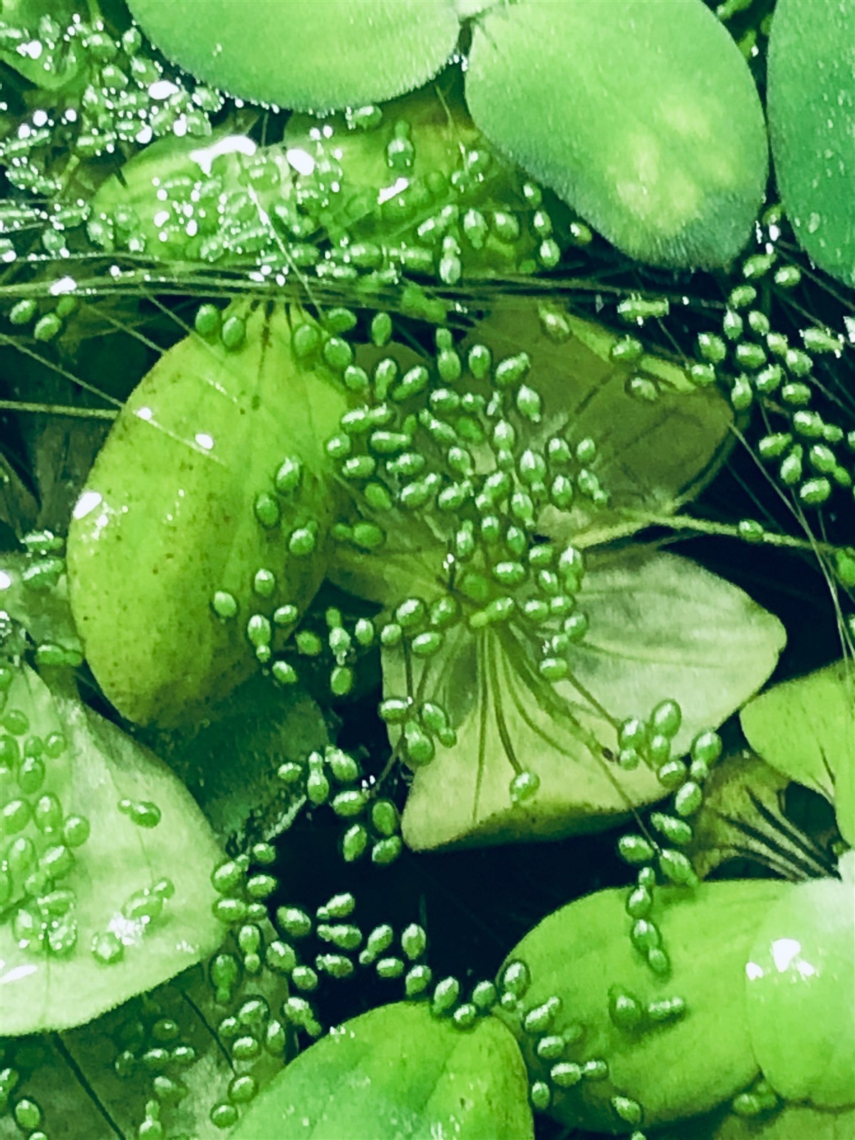 14 Water Lettuce SM/Baby Water Lettuce Freshwater Floating Plants Ponds/Tanks