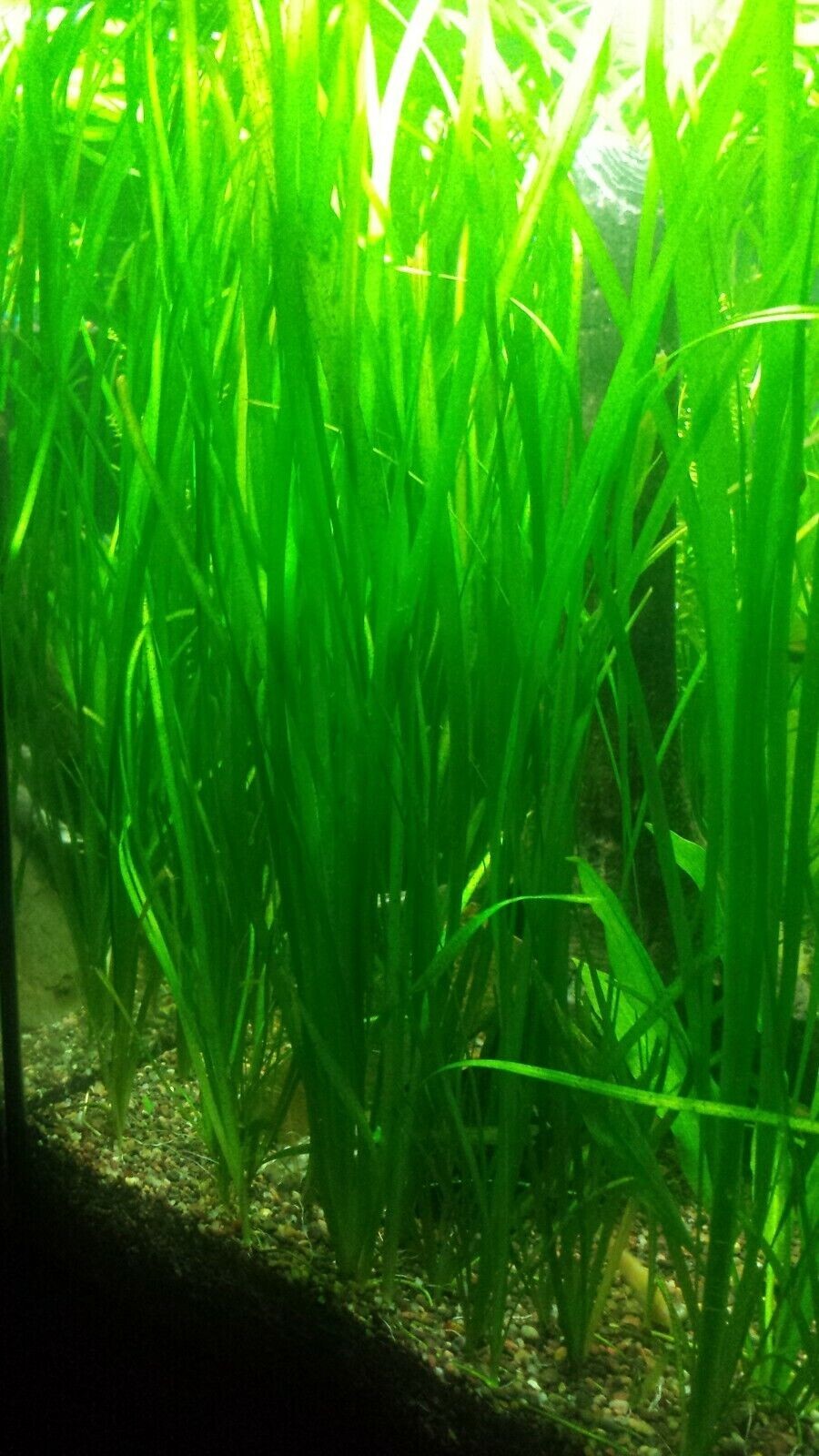 Vallisneria Italian Tiger – Dozen (12) plants