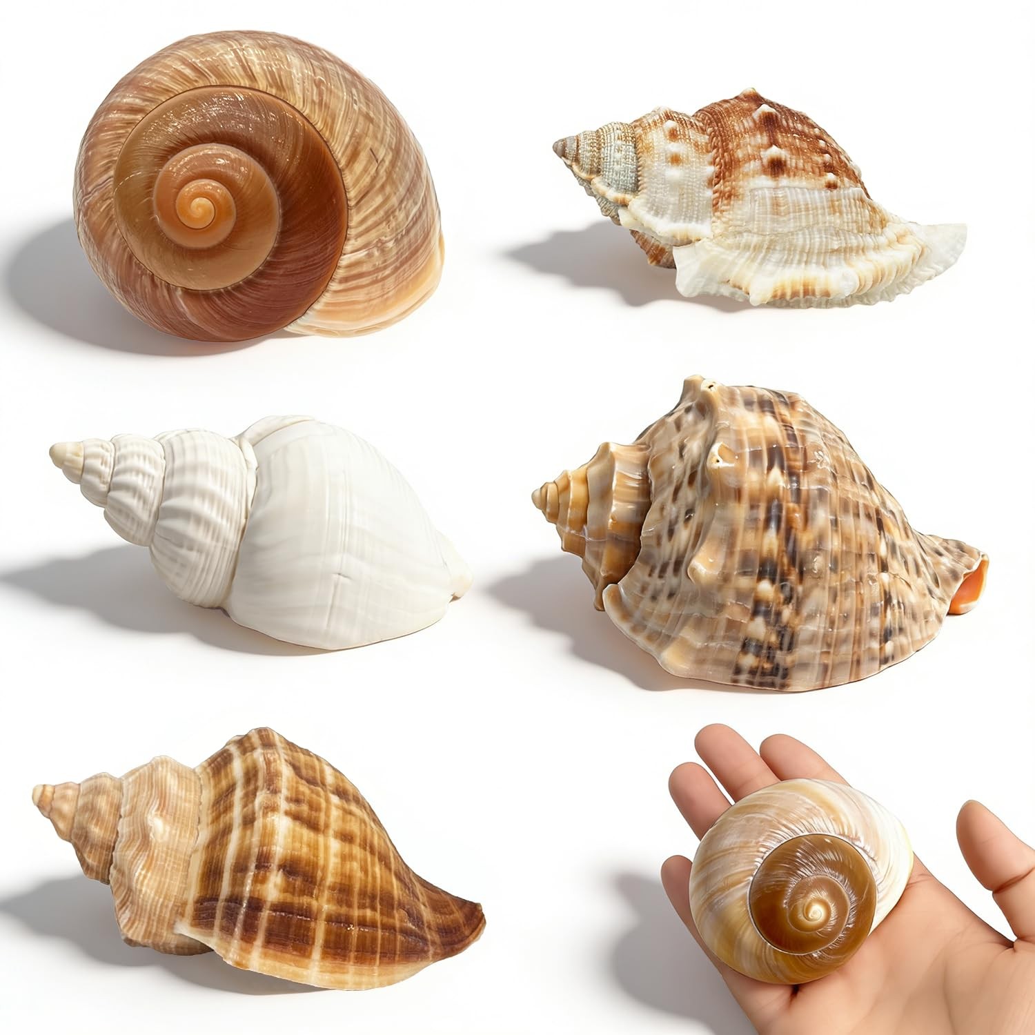 2.56-3.9 Inch (Length), 1.5-2.5 (Opening), 5pcs Medium and Large Shell Size…