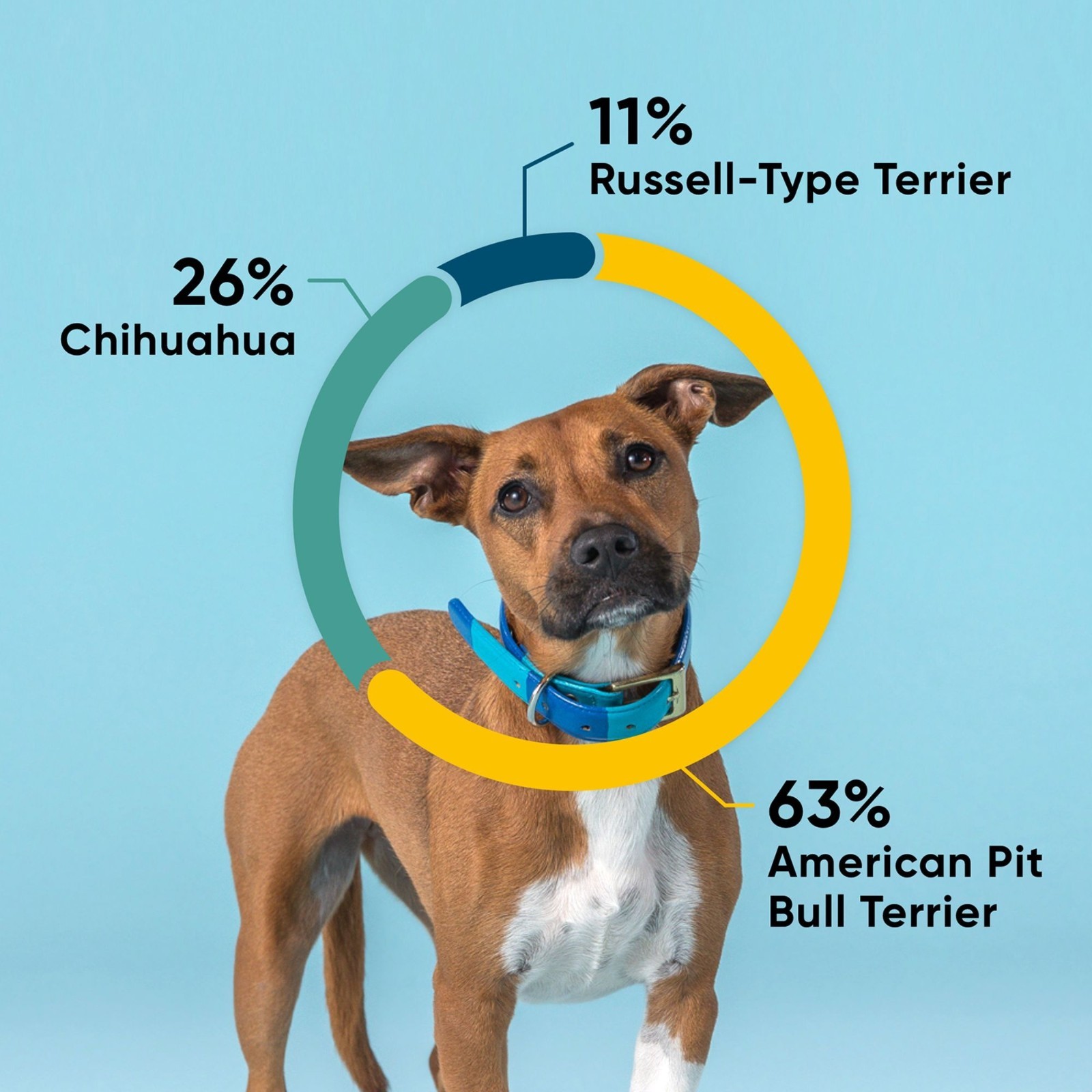 Embark Breed + Health Dog DNA Test Kit, Breed Identification & Genetic Health