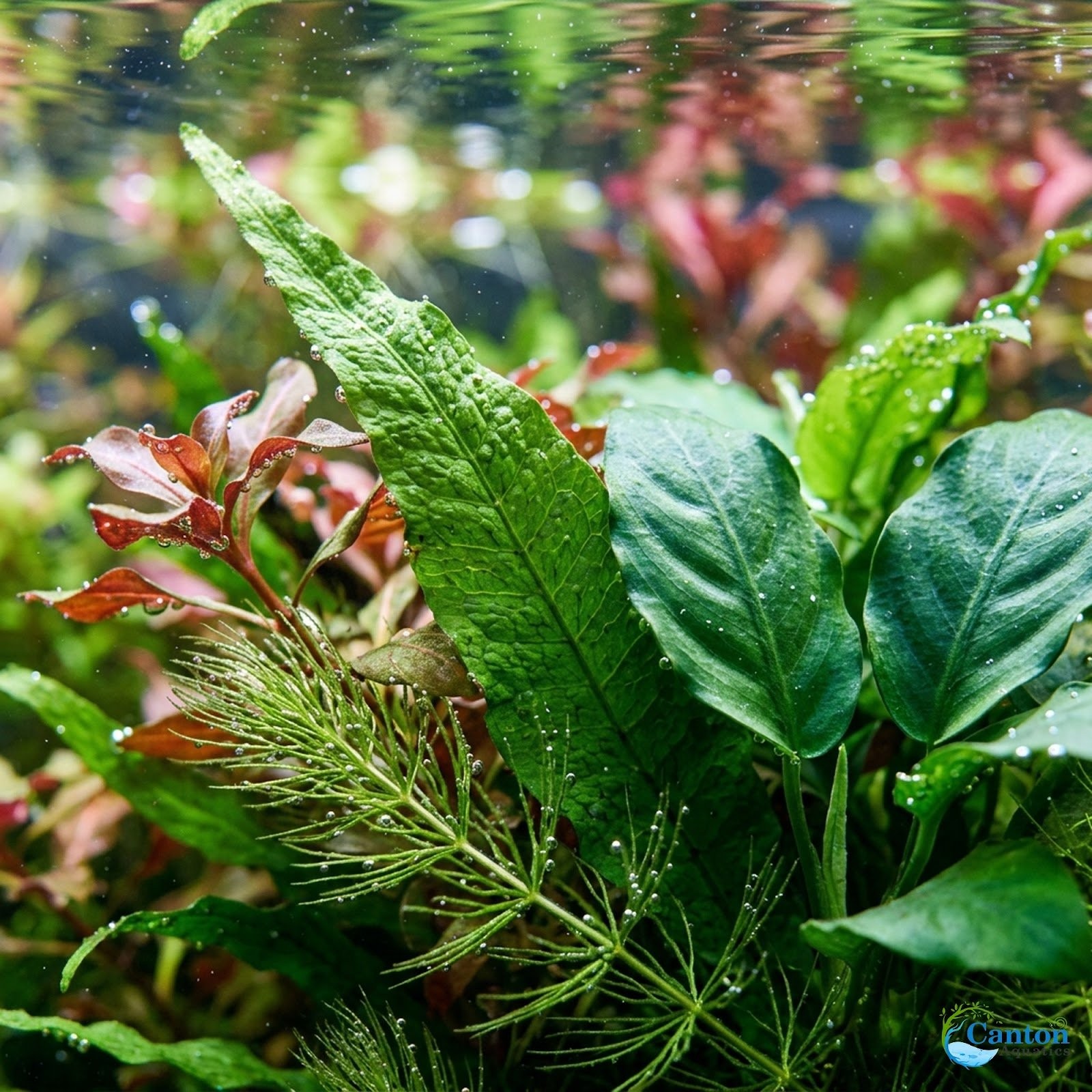 Beginner 10 Aquarium Live Plants Bundle Pack (10 Plants) Live Aquarium Plants