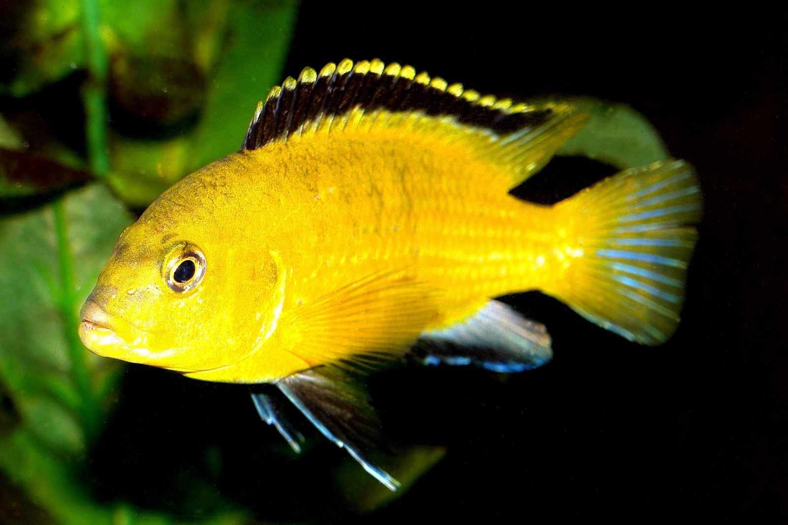 Ultra+Sinking Veggie/ Blackworm Pellet Mix 3.0mm ,Cichlids,Mbuna,Tropheus,A463