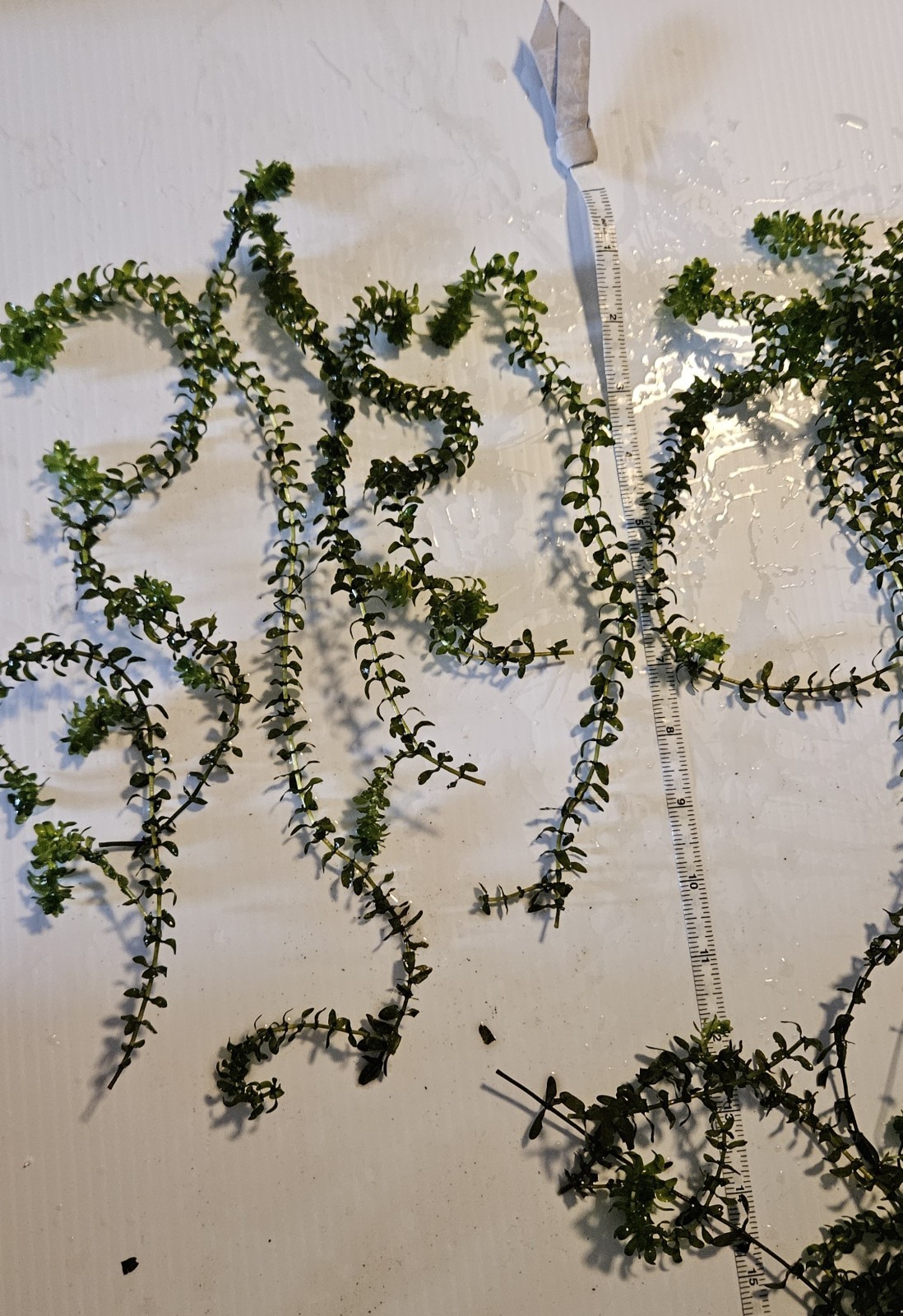 100 STEMS ELODEA CANADENSIS WATER PLANTS KOI Aquarium Or Ponds