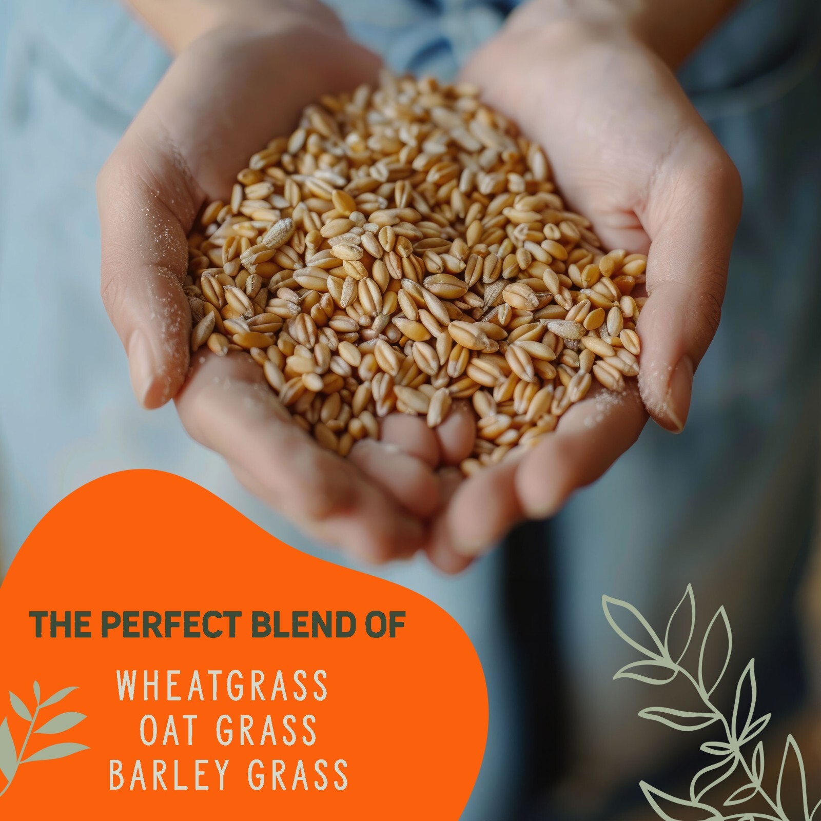 1 Pound Premium Organic Cat Grass – Non GMO Mixed Seeds – Wheatgrass Seeds