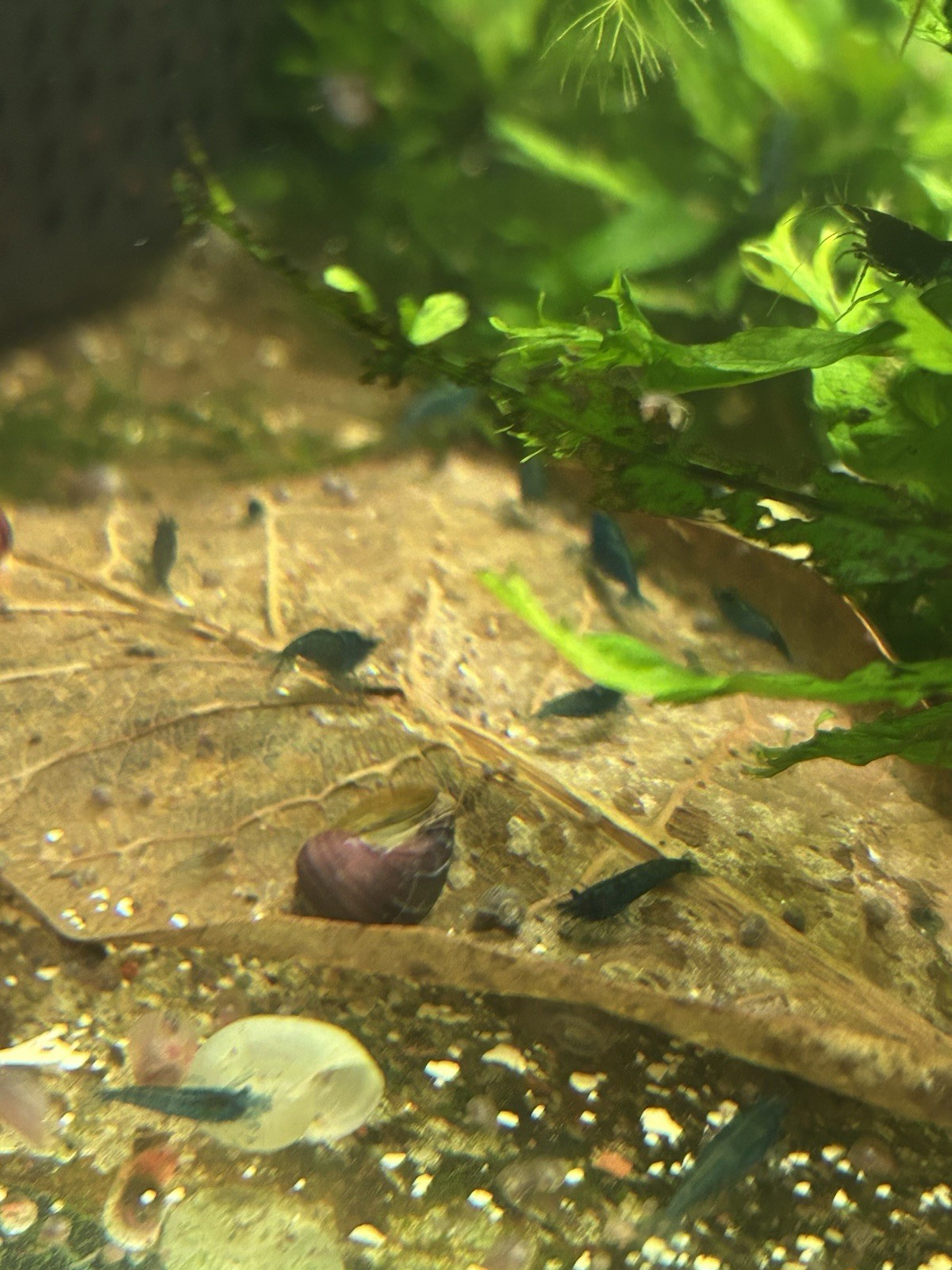 🔥 50 + Live Blue Dream Shrimp 2 Day Shipping Available Neocaridina Freshwater