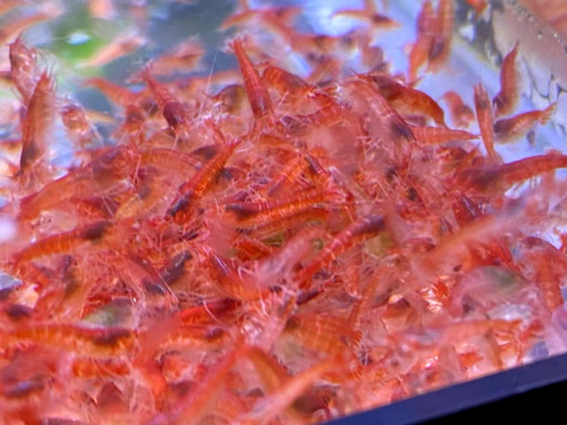 20 Hawaiian Red Shrimp Opae Ula Halocaridina Rubra Volcano Shrimp + Food