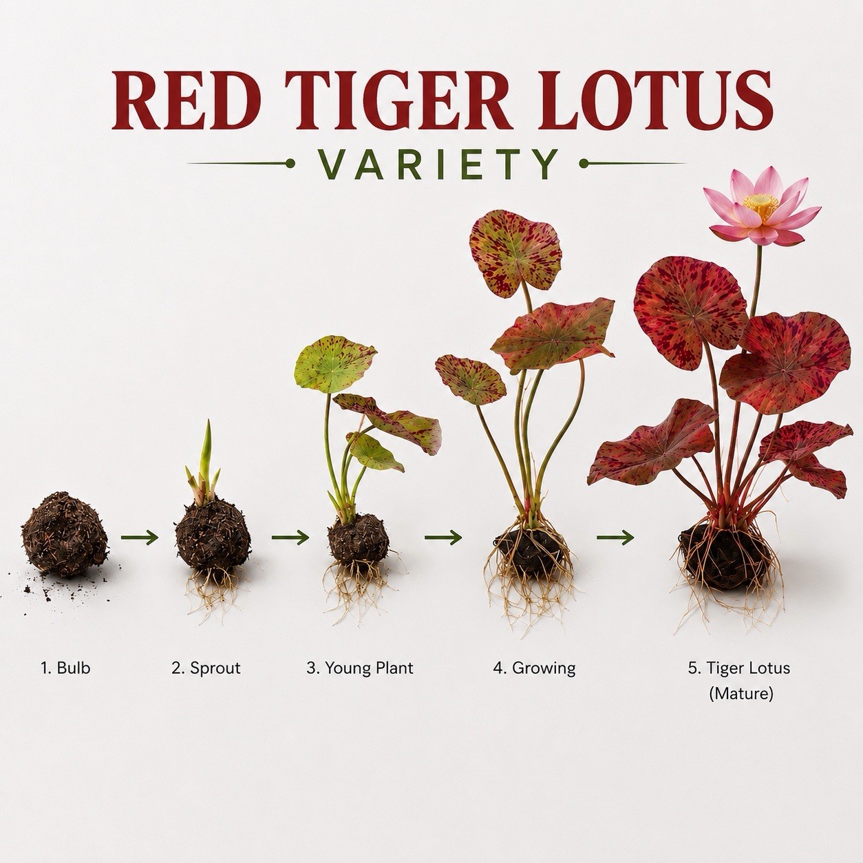Red Tiger Lotus Bulb | Live Aquarium Plant | Easy Freshwater Lily
