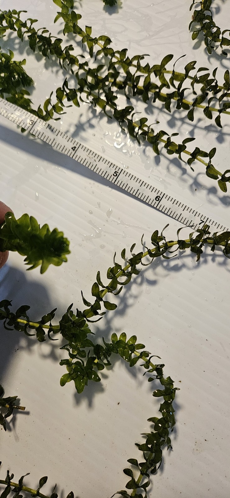 100 STEMS ELODEA CANADENSIS WATER PLANTS KOI Aquarium Or Ponds