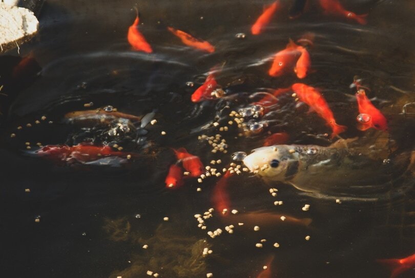 3mm 40% Spirulina Floating Pellets for Africans, Community Fish & Ponds