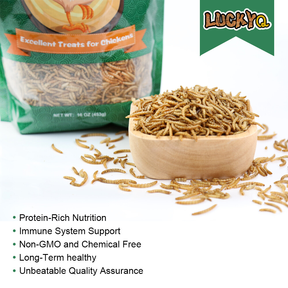 Wholesale Bulk Dried Mealworms for Wild Birds Food Blue Bird Chickens Hen Treats