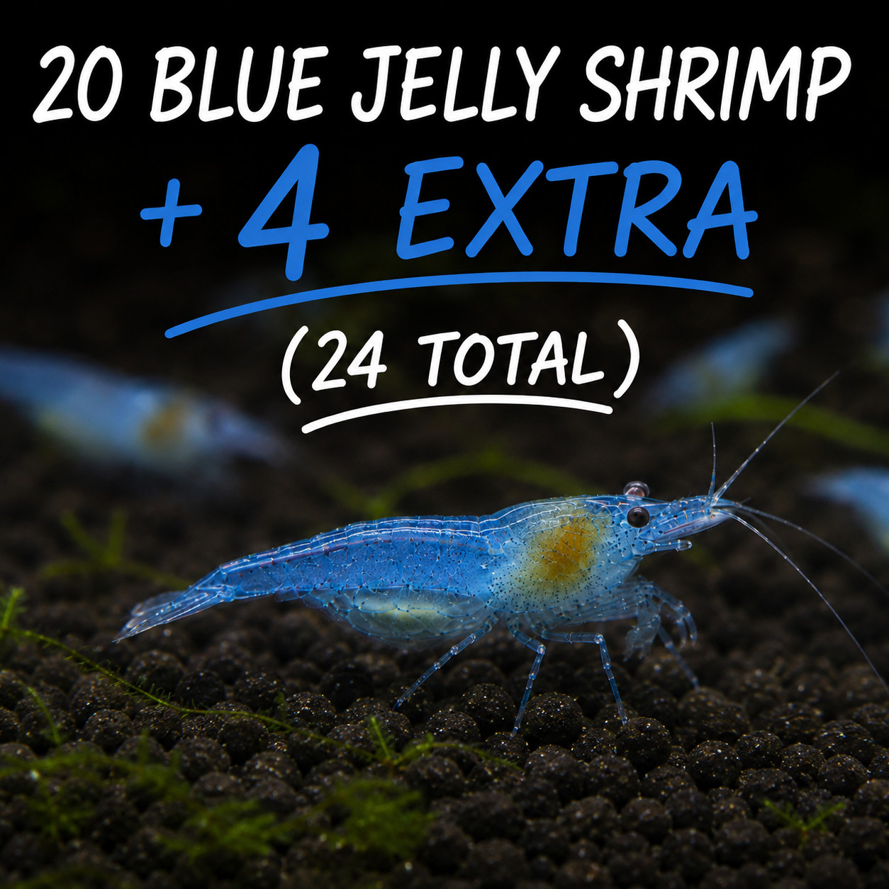 20+4 Blue Jelly Shrimp Live Neocaridina Freshwater Aquarium Shrimp