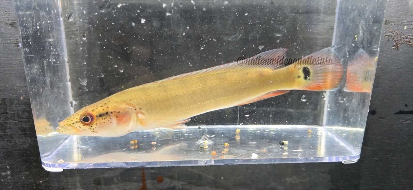 Red colombian pike cichlid
