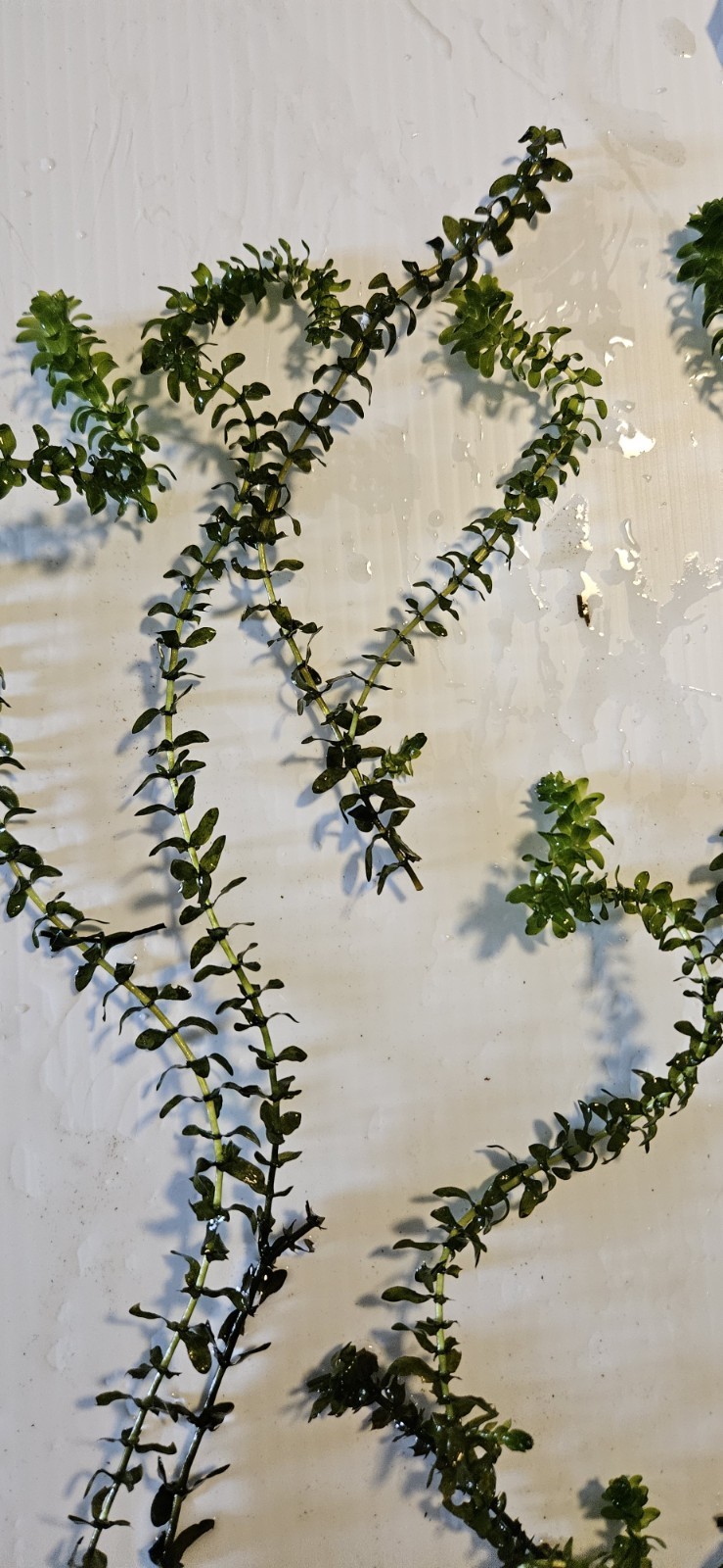100 STEMS ELODEA CANADENSIS WATER PLANTS KOI Aquarium Or Ponds