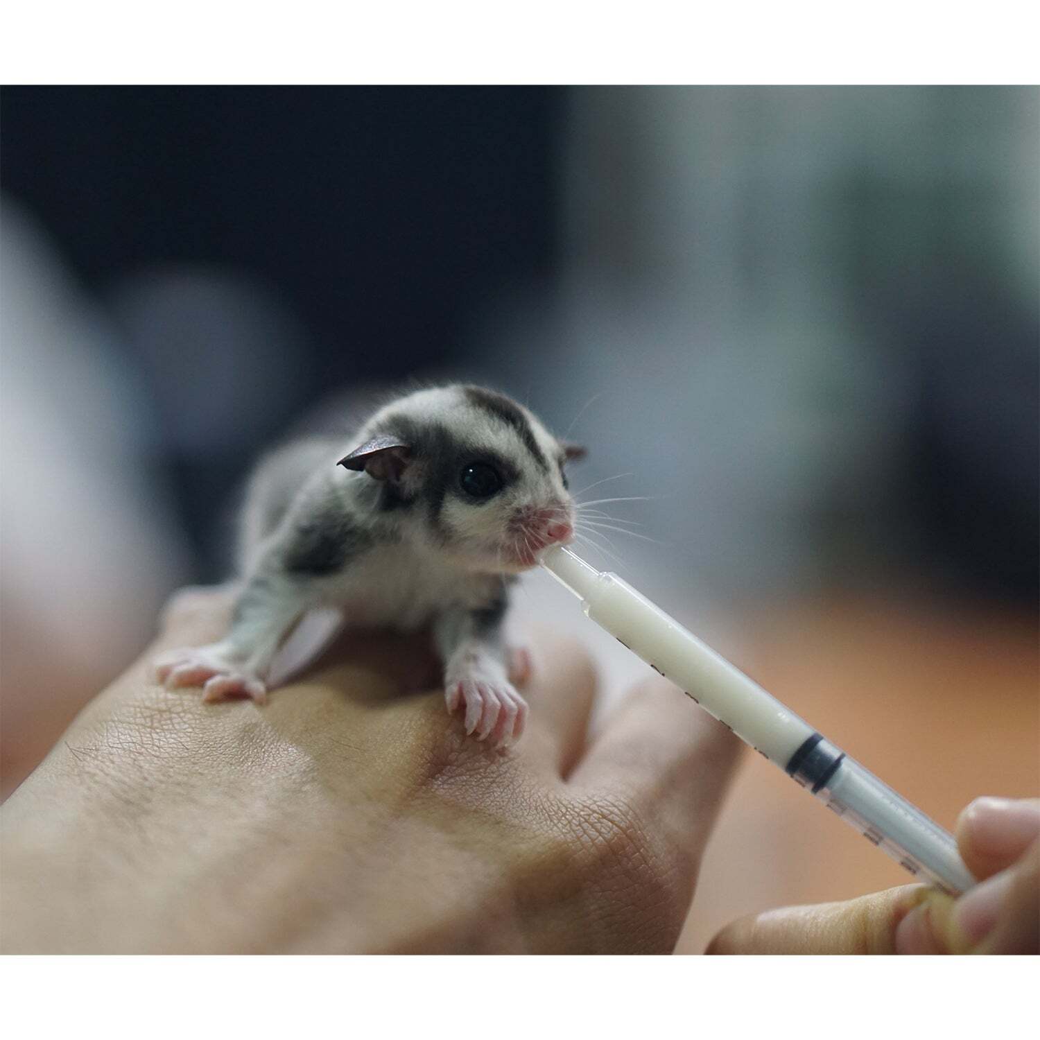 Baby Animal Nursing Set (Expanded) -Milk Replacer Feeding Syringe, Glove