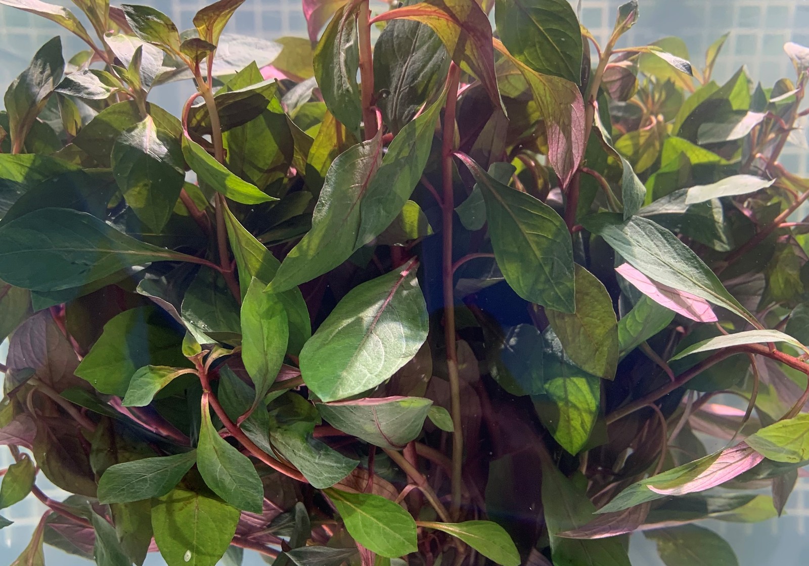 BUY 2 GET 1 FREE Ludwigia Repens Super Red Mini 2″Pot Live Aquarium Plants
