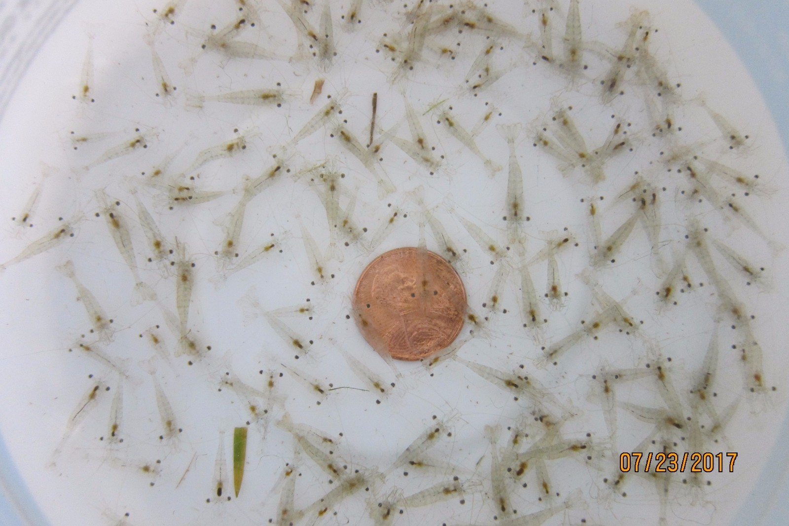 50+ Live Freshwater Ghost Shrimp; FREE SHIPPING