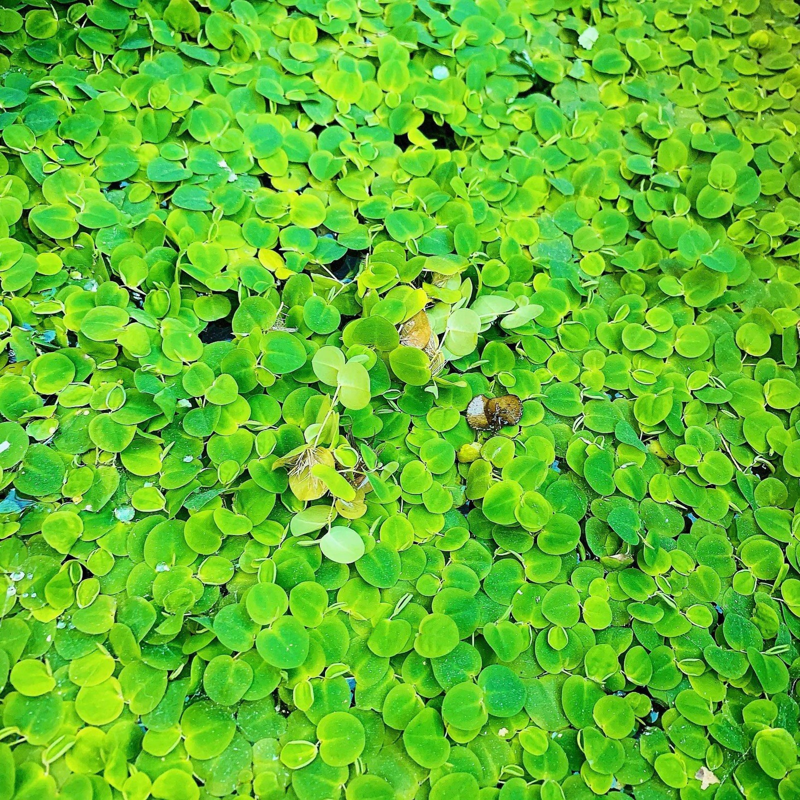 50+ Leaf Red Root Floaters Live Aquarium Floating Plant Buy 2 Get 1 Free