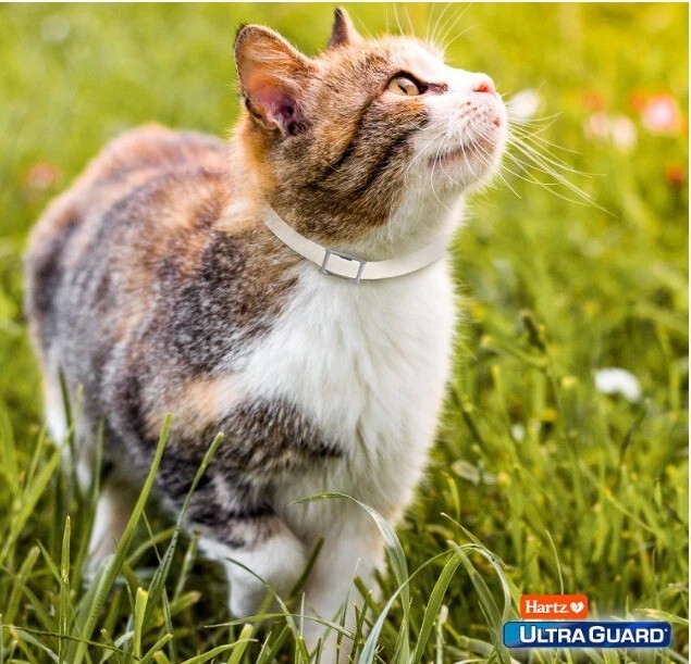 Hartz UltraGuard Flea & Tick Collar for Cats & Kittens 7 Months Protection, 1ct*