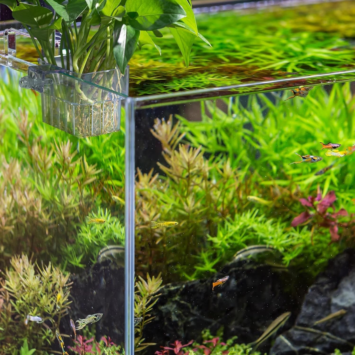 Aquarium Plant Holder,2Pack Transparent Hanging Pot for Fish Tank Aquatic Plant