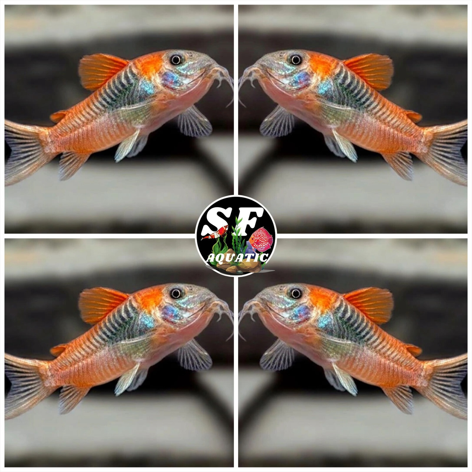 Pack 5 Corydoras SP.AFF.ANEUS ‚VENEZUELA‘ (0.75-1″) Live Fish