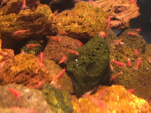 20 Hawaiian Red Shrimp Opae Ula Halocaridina Rubra Volcano Shrimp + Food