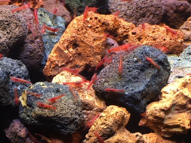 20 Hawaiian Red Shrimp Opae Ula Halocaridina Rubra Volcano Shrimp + Food