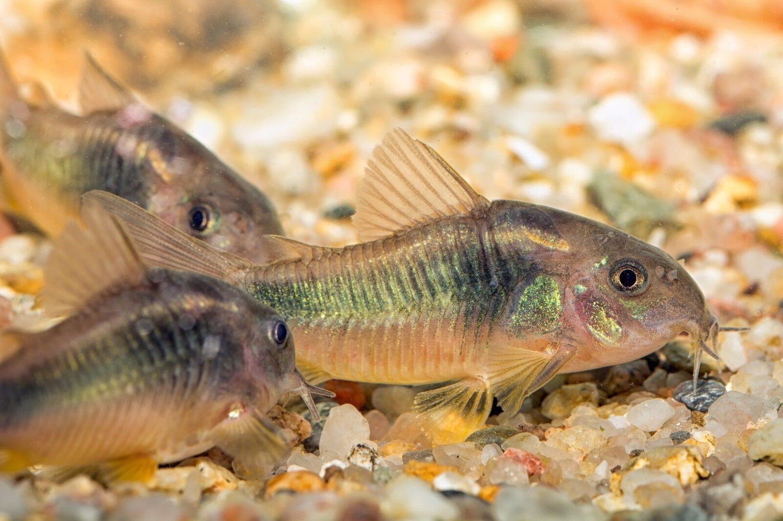 ABF CORY CATFISH MIX Bottom Feeders,Krill,Spirulina,Cory Cats,Pleco,ABF359s