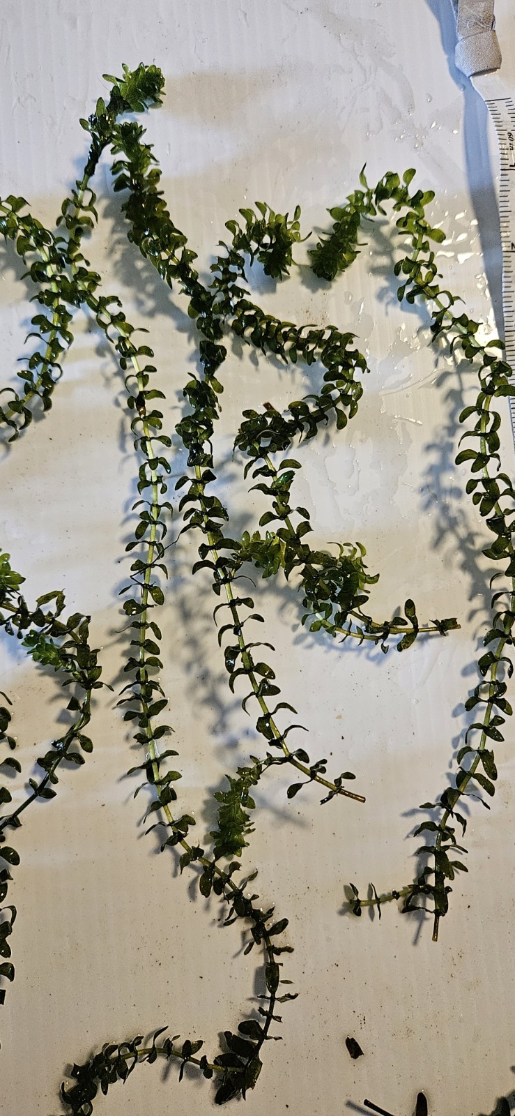 100 STEMS ELODEA CANADENSIS WATER PLANTS KOI Aquarium Or Ponds