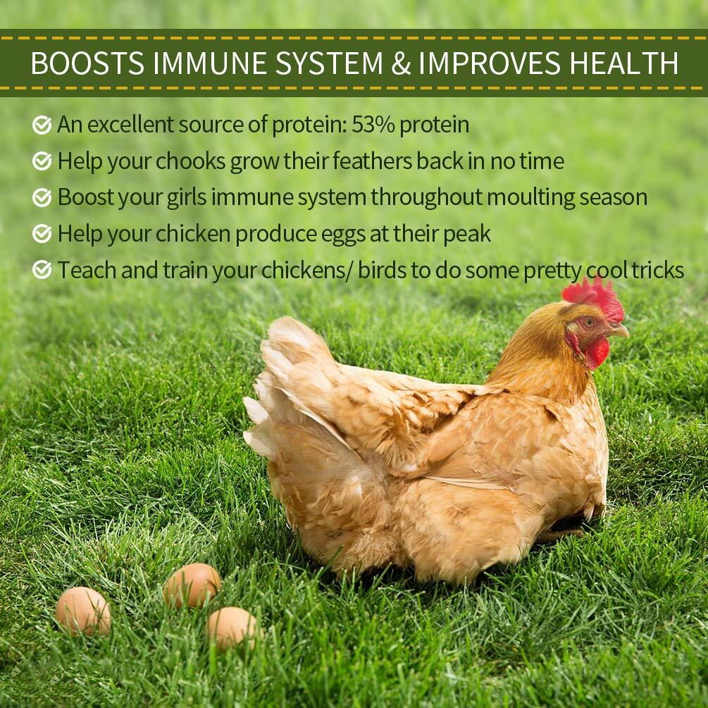 Dried Mealworms for chickens 5 lbs Chicken Treats Duck Feed Organic Meal Worms