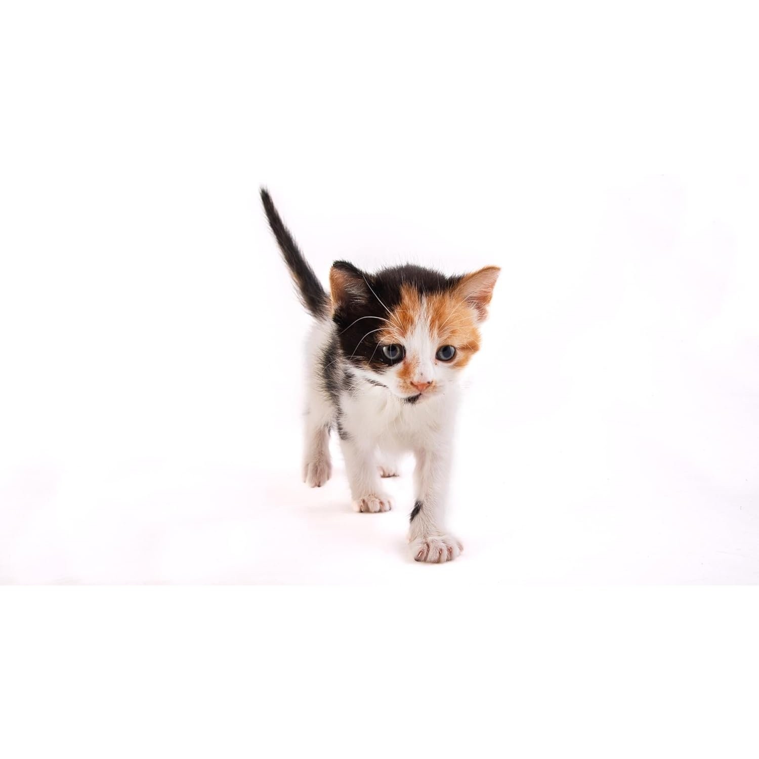 Milk Flavor Kitten Milk Replacer Powder 11oz for Nursing and Pregnant Cats