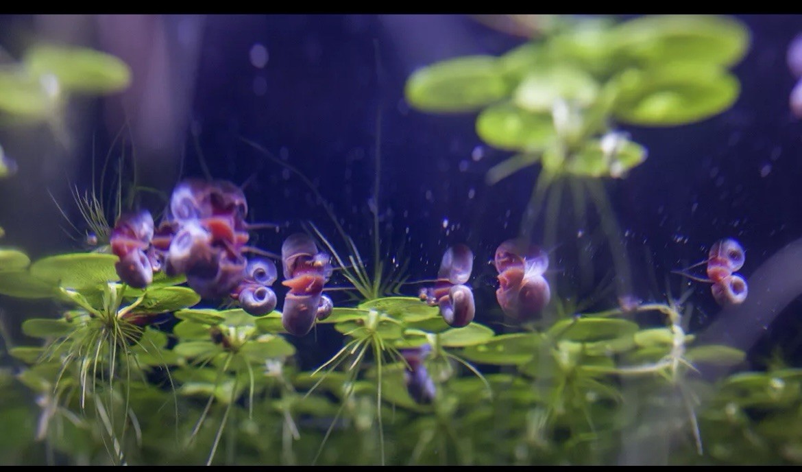 15 BLUE, PINK & RED Leopard Ramshorn Live Snails Freshwater Aquarium Pond Snail