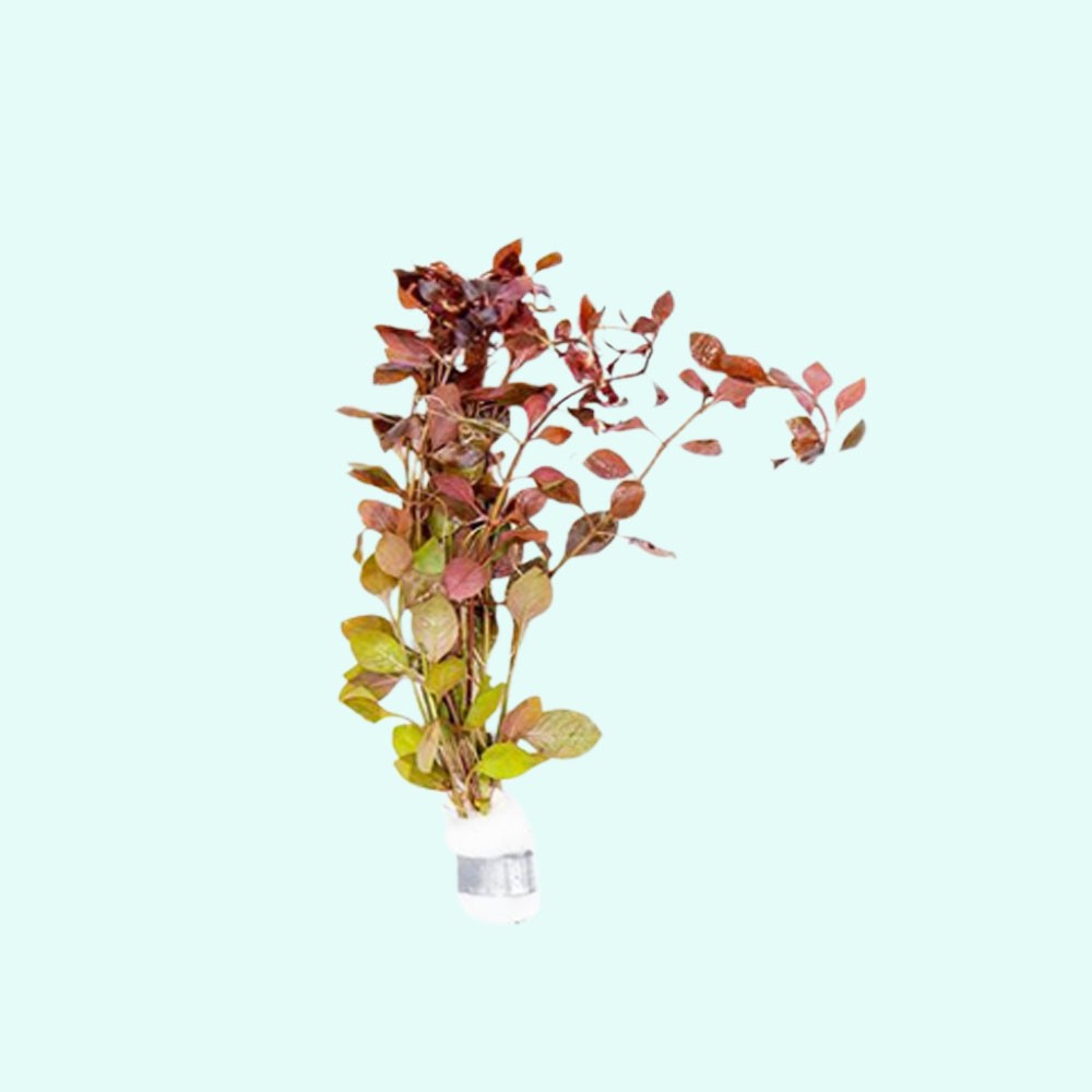 BUY 2 GET 1 FREE Ludwigia Repens Super Red Mini 2″Pot Live Aquarium Plants