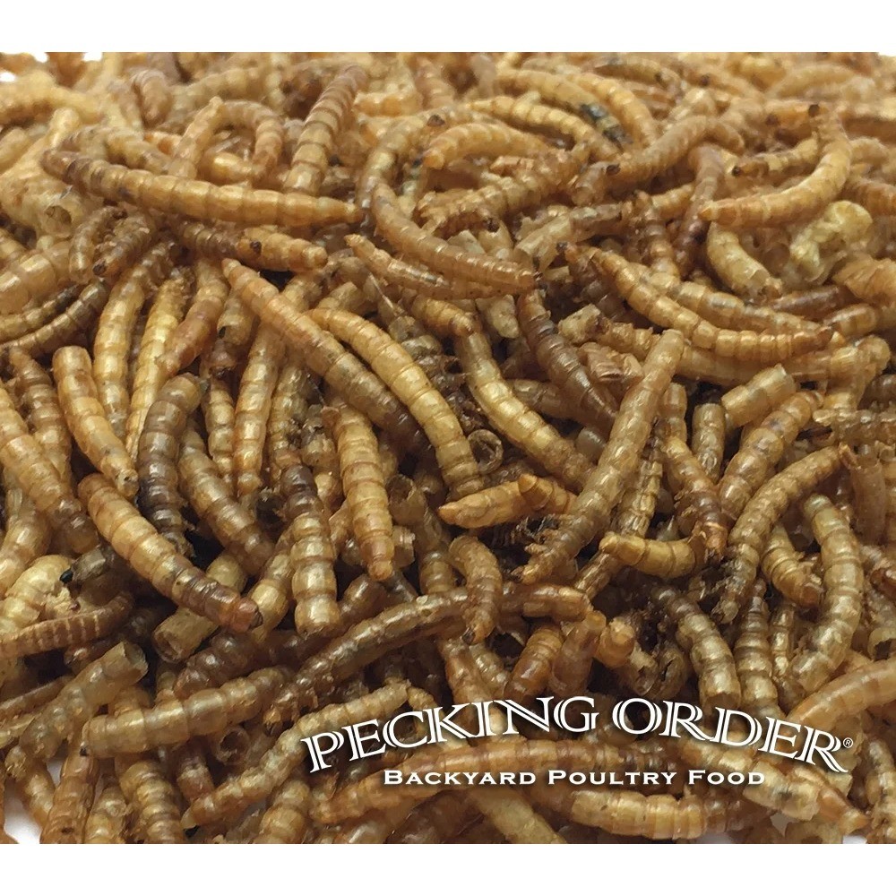 Dried Mealworms for Backyard Chickens Healthy Protein Rich Treat Feed 10 oz